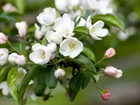 Dolgo Crabapple Tree