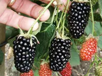 Black Butte Blackberry Plant
