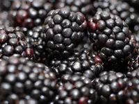 Apache Thornless Blackberry Plant