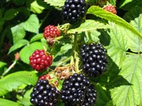 Apache Thornless Blackberry Plant