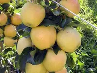 Garden Delicious Apple Dwarf