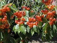 Rainier Cherry Tree