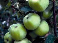 Newtown Pippin Apple Tree