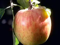 Red Gravenstein Apple Tree