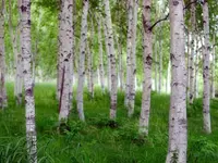Japanese White Birch