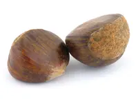 Chinese Chestnut Tree