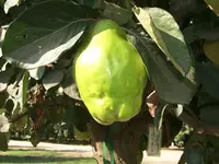 Cooke's Jumbo Quince Tree
