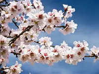 Texas Mission Almond Tree