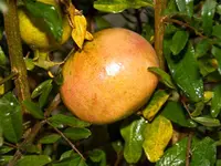 Utah Sweet Pomegranate Tree