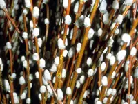 French Pussy Willow