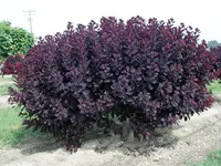 Royal Purple Smoke Tree