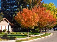 Chinese Pistache Tree