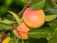 Tropic Gold Apricot Tree