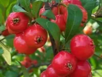 Big Red Mayhaw Tree
