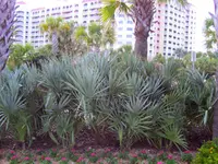 Silver Saw Palmetto Tree