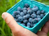 Brightwell Blueberry Plant
