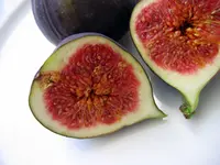 Black Mission Fig Tree