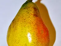Perdue Pear Tree