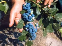 Patriot Northern Highbush Blueberry Plant