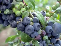 Bluecrop Northern Highbush Blueberry Plant