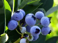 Rubel Northern Highbush Blueberry Plant