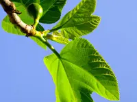 Celestial Fig Tree