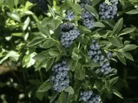 Hardyblue Northern Highbush Blueberry Plant