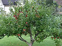 Garden Delicious Apple