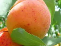 Garden Annie Dwarf Apricot Tree