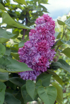 Katherine Havemeyer Lilac Tree