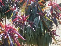 Bonfire Dwarf Peach Tree