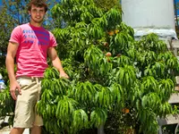 Bonanza Dwarf Peach Tree