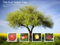 4-in-1 Apple Tree