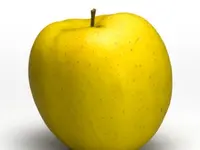 Dwarf Golden Delicious Apple Tree