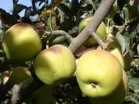 Dwarf Golden Delicious Apple Tree