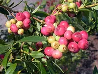Pink Lemonade Blueberry Plant