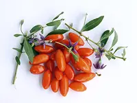 Goji Berry Plant