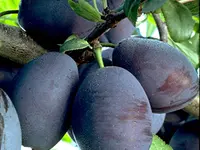 Stanley Prune Plum Tree