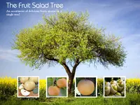 4-in-1 Asian Pear Tree