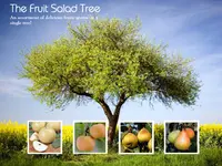 4-in-1 Pear Tree