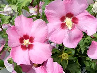 Aphrodite Althea Tree