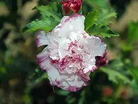Danica Althea Tree
