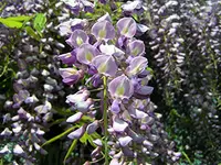 Royal Purple Wisteria