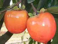 Tanenashi Persimmon Tree