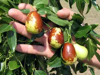 Lang Jujube Tree