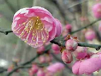Peggy Clarke Apricot Tree