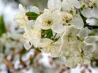 Shiro-Kaga Apricot Tree