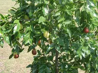 Lang Jujube Tree