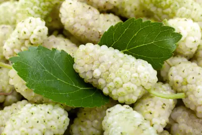 White Mulberry Tree