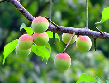 Peggy Clarke Apricot Tree